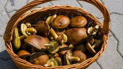 Grzybowe eldorado 2025 – najlepsze miejscówki tuż pod Warszawą