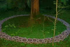 Czarci krąg grzybów wokół drzewa w lesie, zielony mech, magiczny nastrój, natura Polska