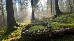 Czarodziejski krąg grzybów oczarowuje i skrywa leśne tajemnice