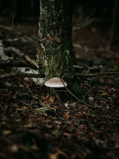Białe grzyby leśne na mchu na pniu drzewa